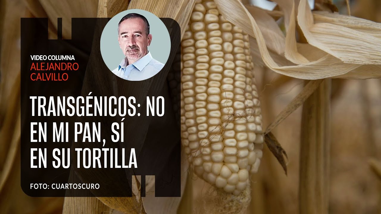 Transgénicos: no en mi pan, sí en su tortilla. Por Alejandro Calvillo | Video columna