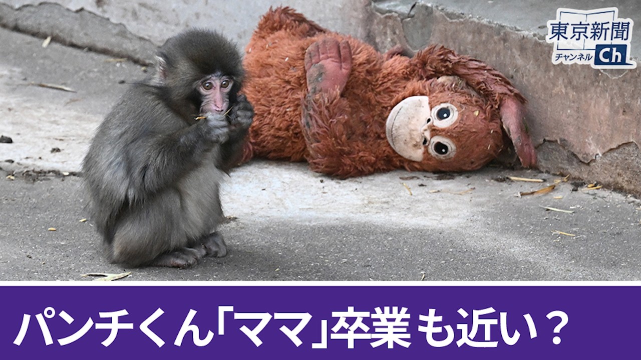 市川市動植物園のパンチくん Punch the monkey  from Ichikawa City Zoo
