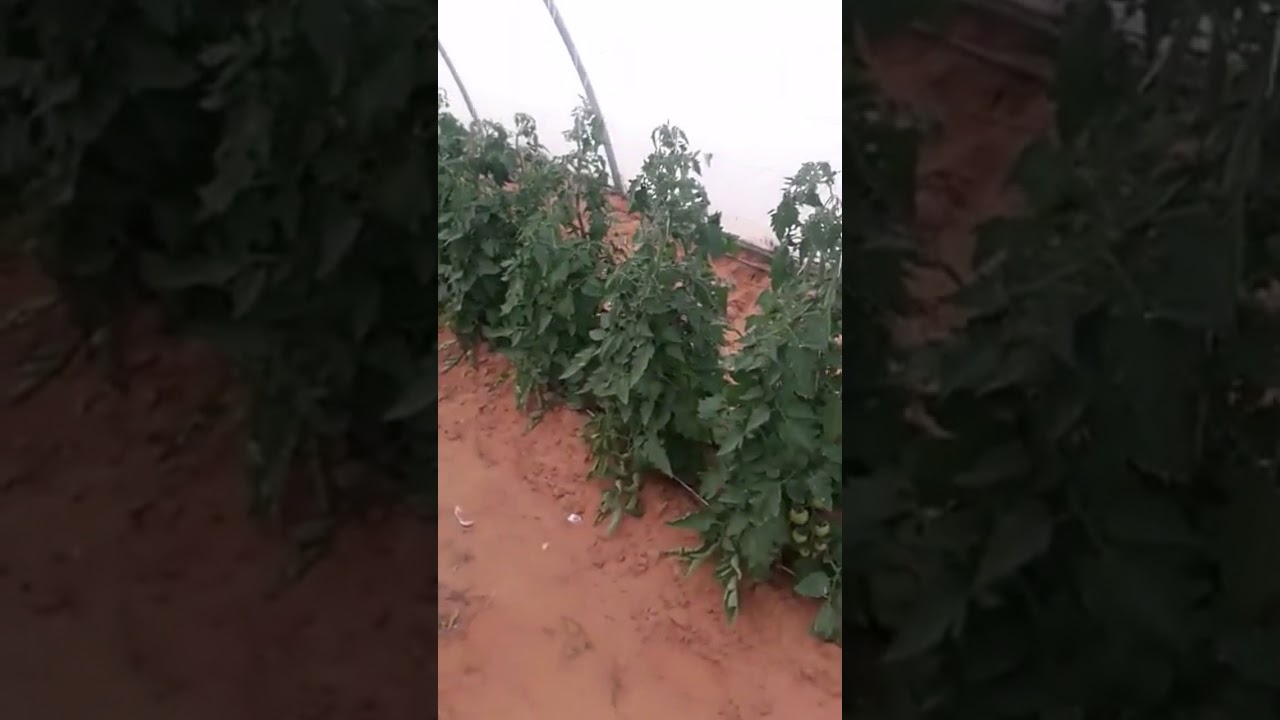 التفاف اوراق الطماطم .. ثمار تيماء الزراعية