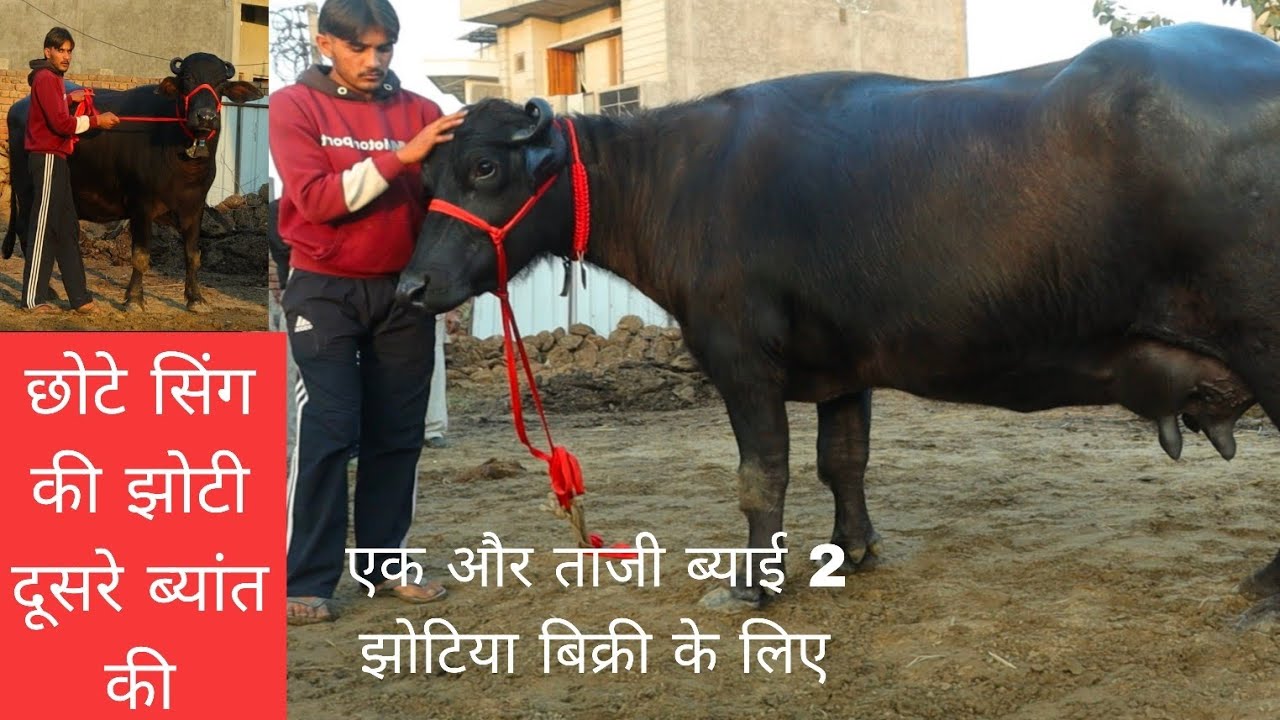 एक और छोटे सिंग की झोटी जबरदस्त 2 झोटिया बिक्री के लिए गांव बडसीकरी 