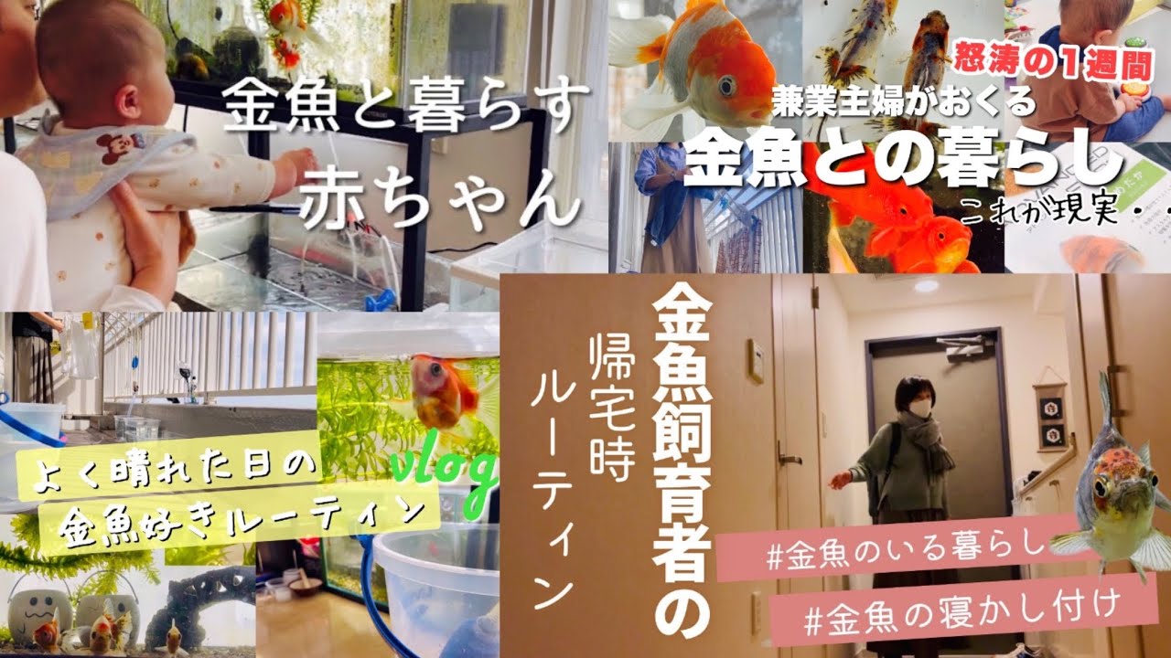 【癒し】金魚飼育者ちあきんぎょのルーティンまとめ