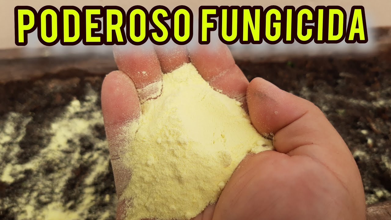 ISSO VAI ACABAR COM OS FUNGOS E PRAGAS DA TERRA E DA RAIZ DA PLANTA. CONFIRA!!