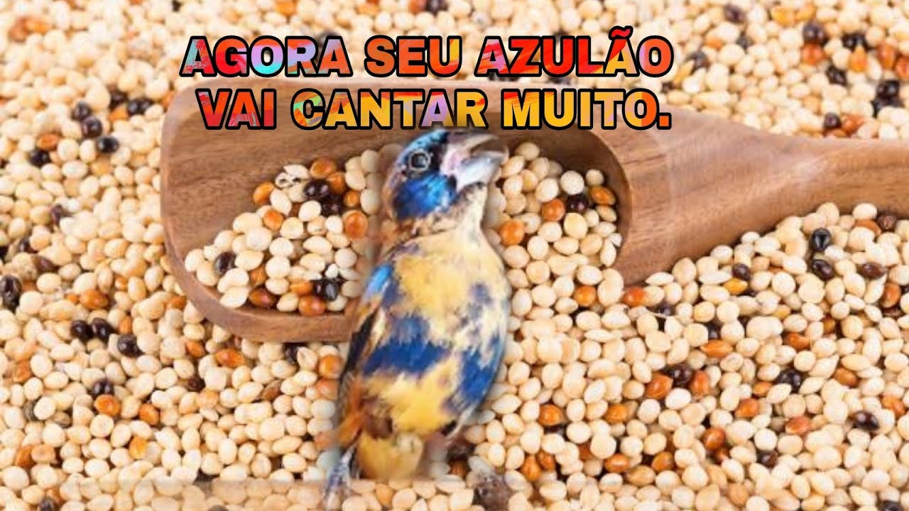 3 ALIMENTOS QUE VAI FAZER SEU AZULÃO CANTAR MUITO RÁPIDO. Alimentação e sementes para foguear azulão