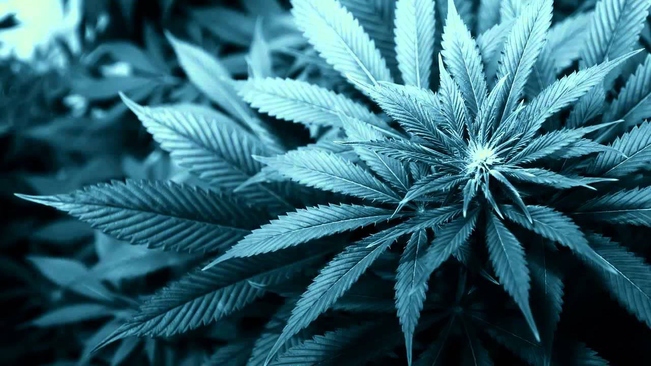 Free Herbs - Afrikan Simba, Marga, Prince Livijah & Ras Echo