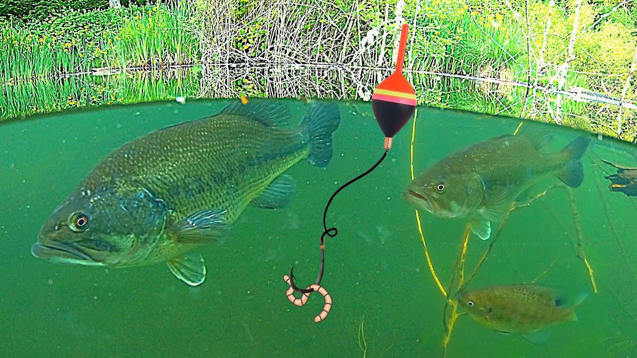 UNDERWATER FISHING!!! Big BASS, and Bluegill Catch & Cook!