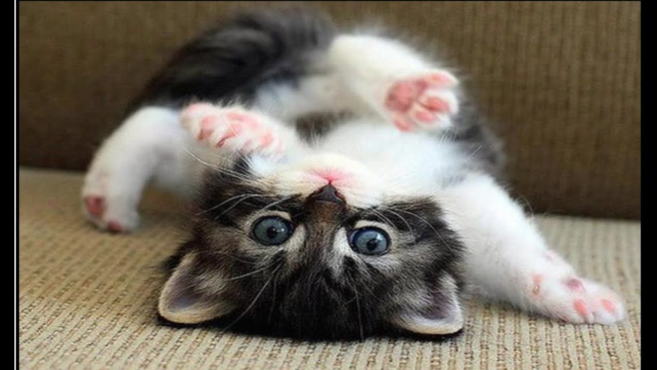 Funny And Cute Animals Videos Compilation 2018