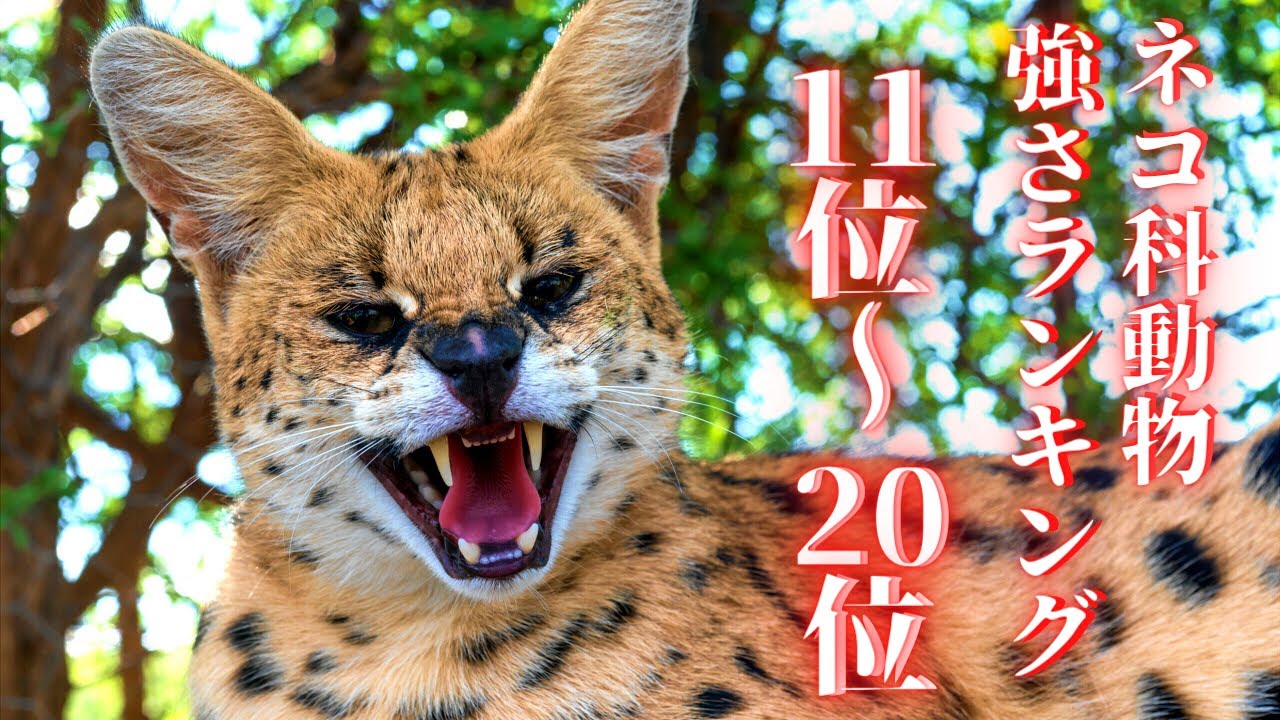 【世界最強】ネコ科動物強さランキングTOP11～20‼