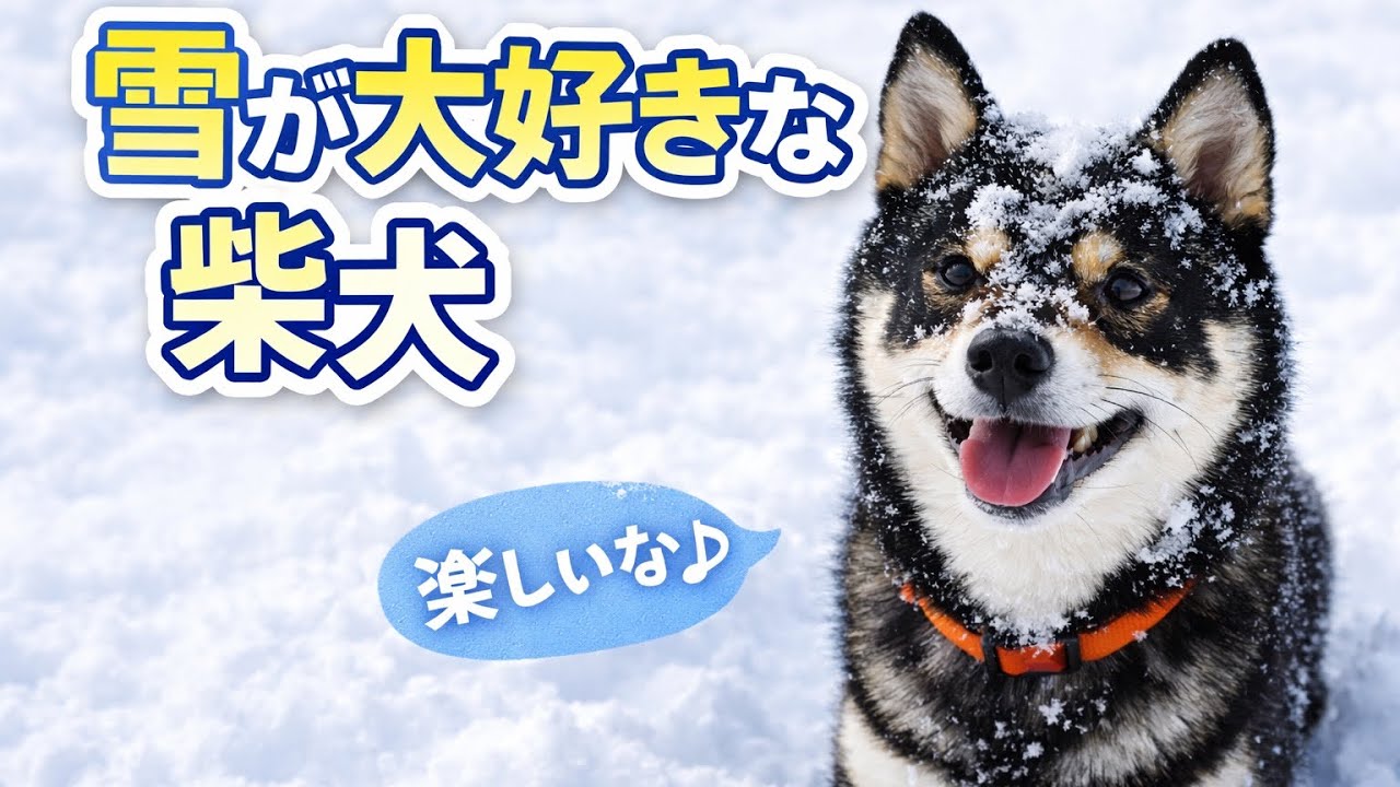 雪が大好きな柴犬　Shiba Inu Who LOVES Snow!