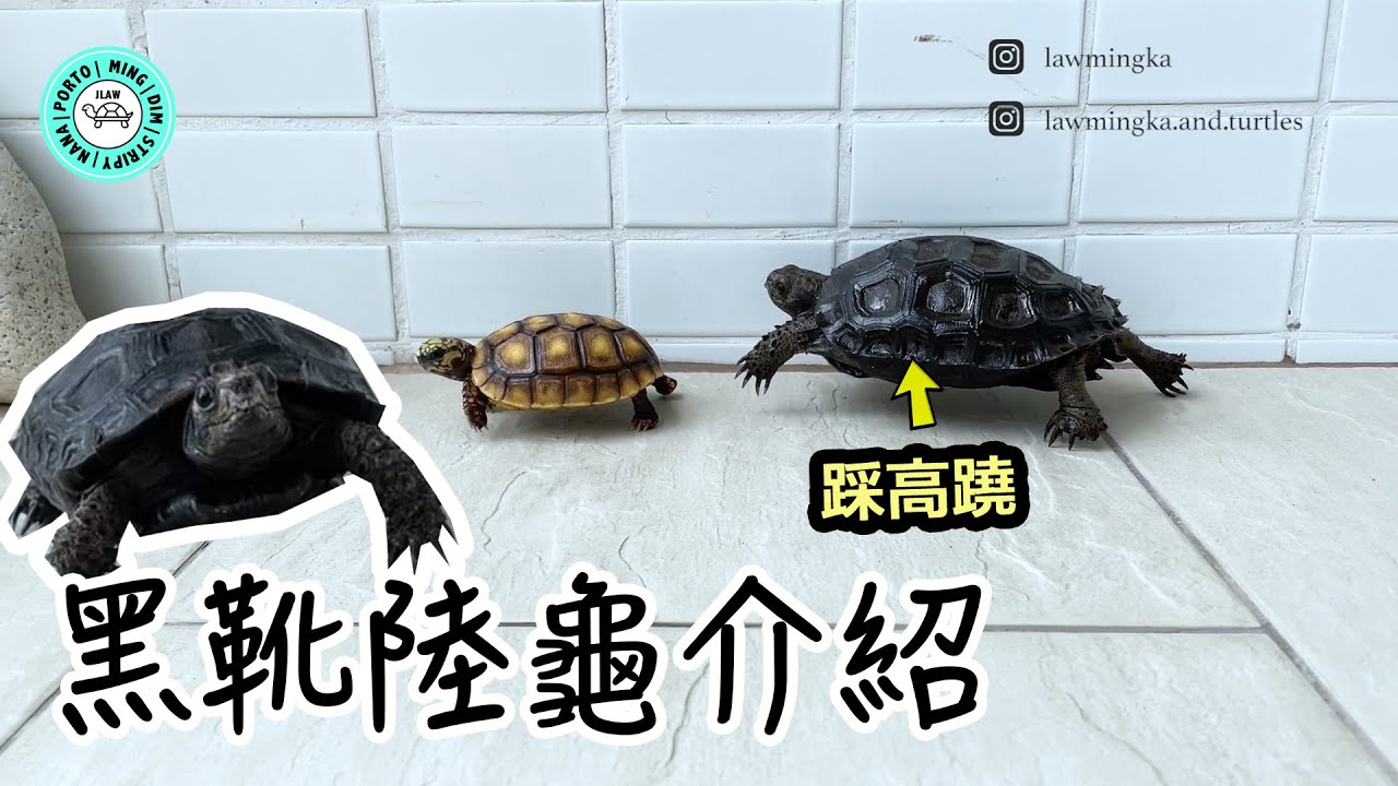 黑靴陸龜介紹🐢｜好像一隻恐龍🦖喔！｜【小龜成長日記】
