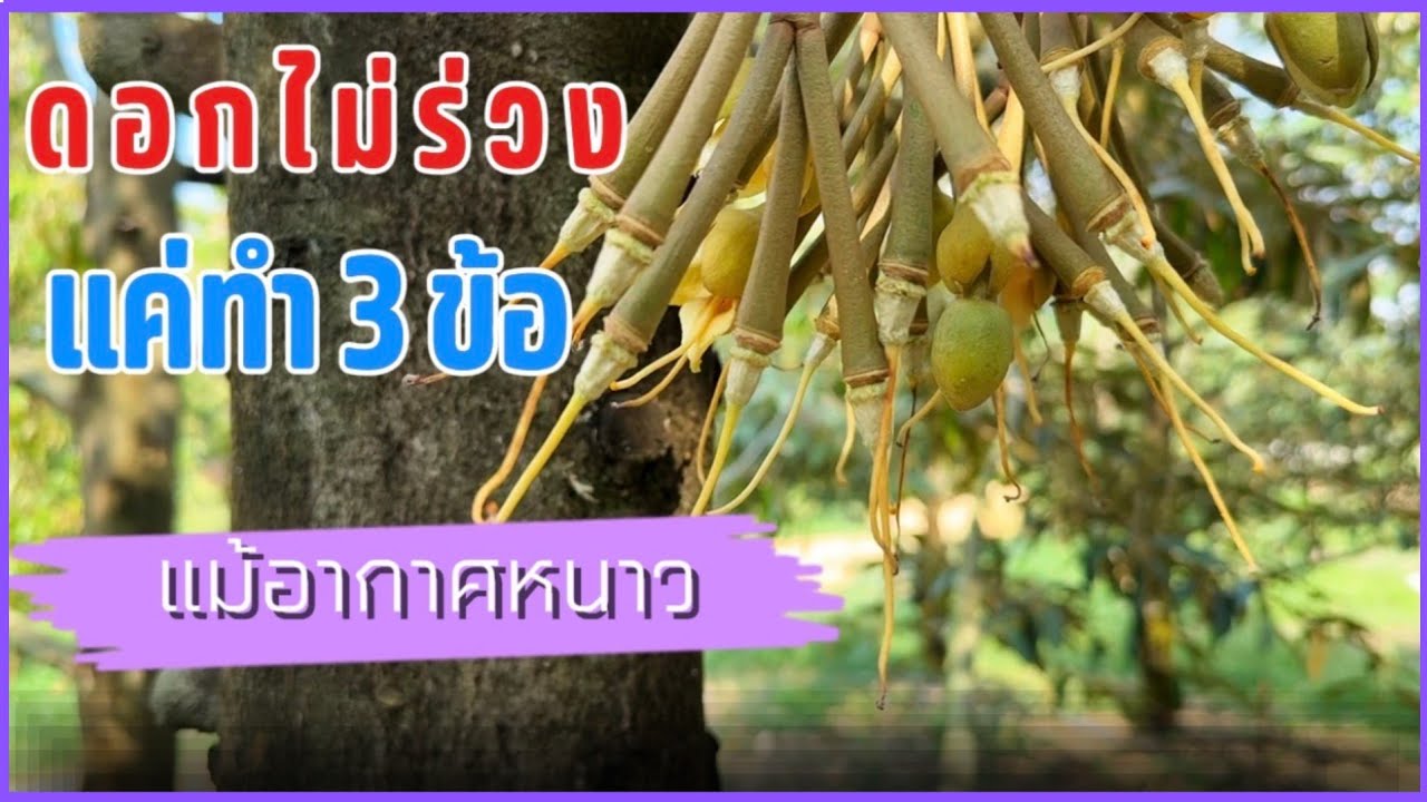 แค่พ่นธาตุตัวนี้ ดอกทุเรียนจะไม่ร่วง 