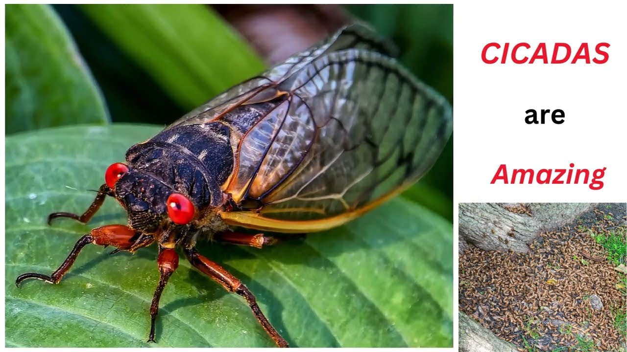 Amazing Cicadas | Fun Facts |