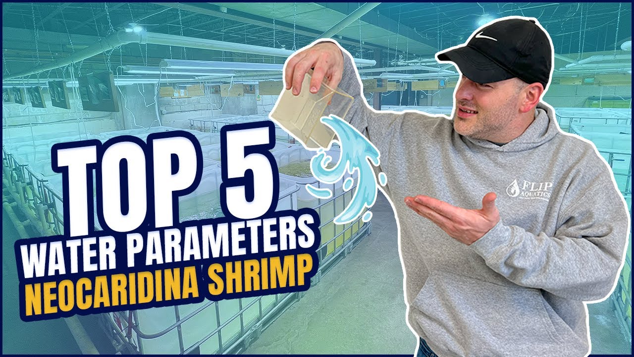 Neocaridina Shrimp Water Parameters | Neocaridina shrimp [Shrimp Saturday]
