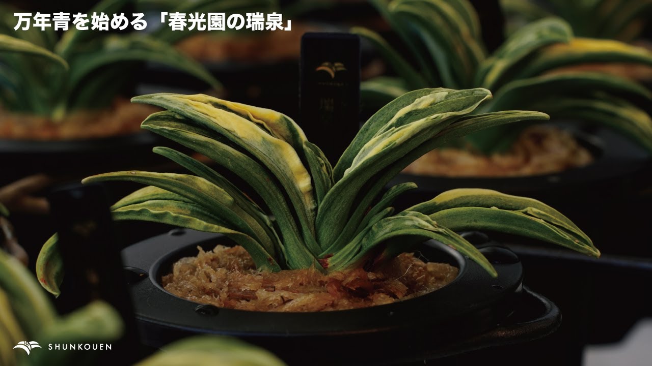 万年青を始める「春光園の瑞泉」