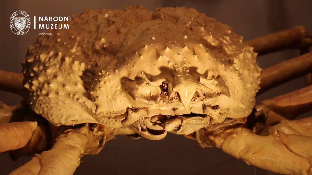Velekrab japonský - největší členovec planety