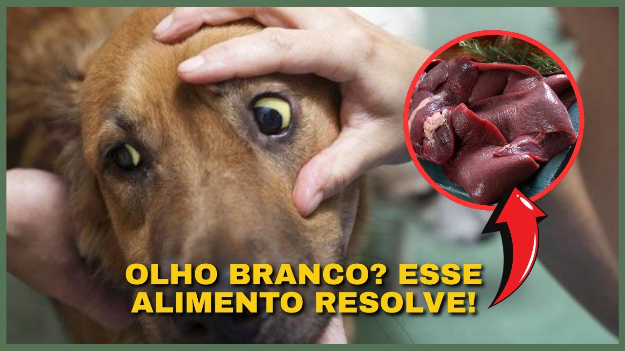Alimento DESCONHECIDO, NATURAL E BARATO Contra ANEMIA em Cães e Gatos.