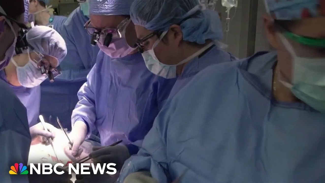 Historic transplant of pig's kidney into human is successful