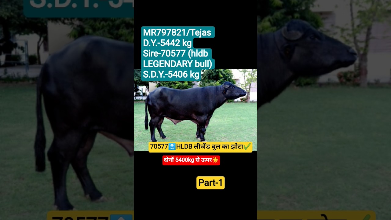 हिसार Bovine HBSSRC के टॉप मुर्रा बुल Part-1#murrah #shorts #shortsfeed #trendingshorts