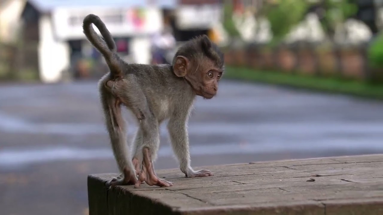Маленькая обезьянка назвала свою маму #tuabangmonkey