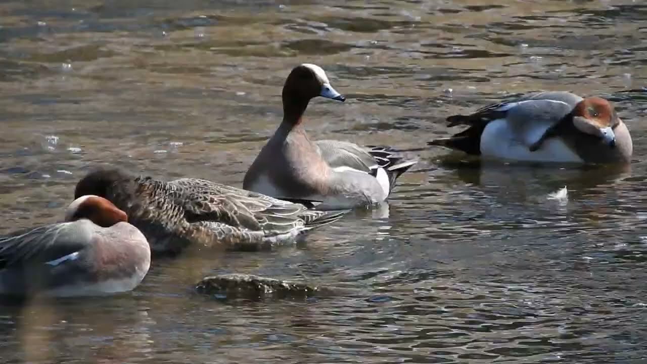 Eurasian Wigeon Before Migration【旅立ち前のヒドリガモ】