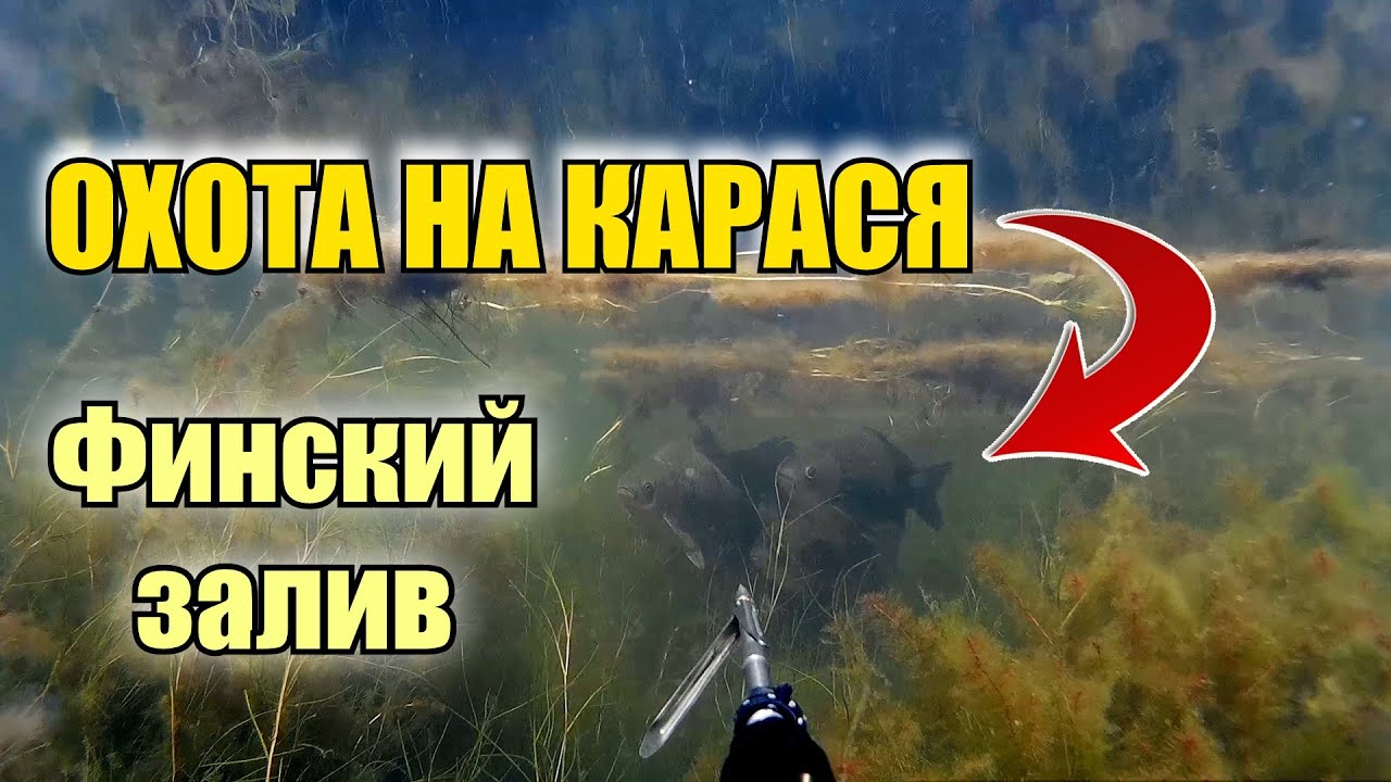 СЕКРЕТЫ ОХОТЫ на КРУПНОГО КАРАСЯ 🤿 ALLVEEPÜÜK SOOME LAHES / KOGER