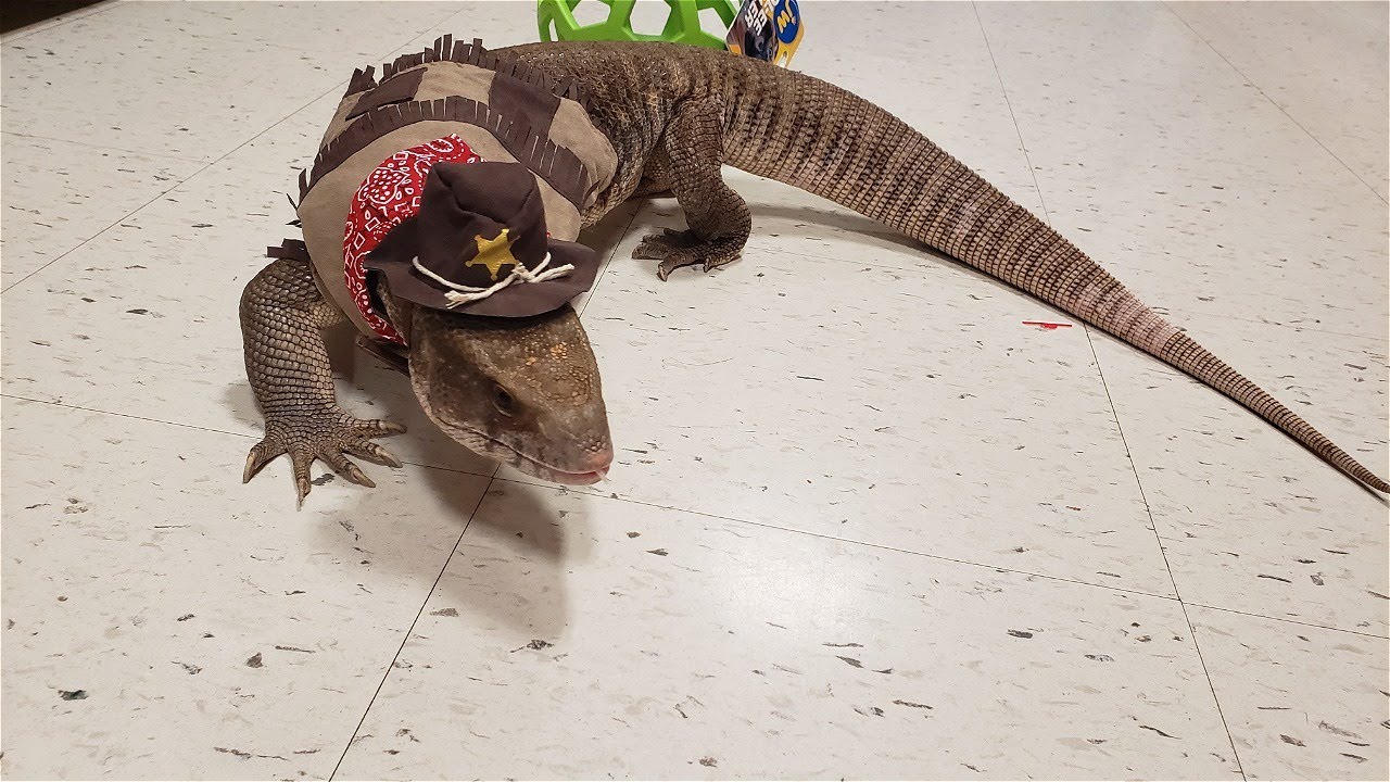 GIANT SAVANNAH MONITOR LIZARD GOES TO PETSMART | SHERIFF STOPS BY