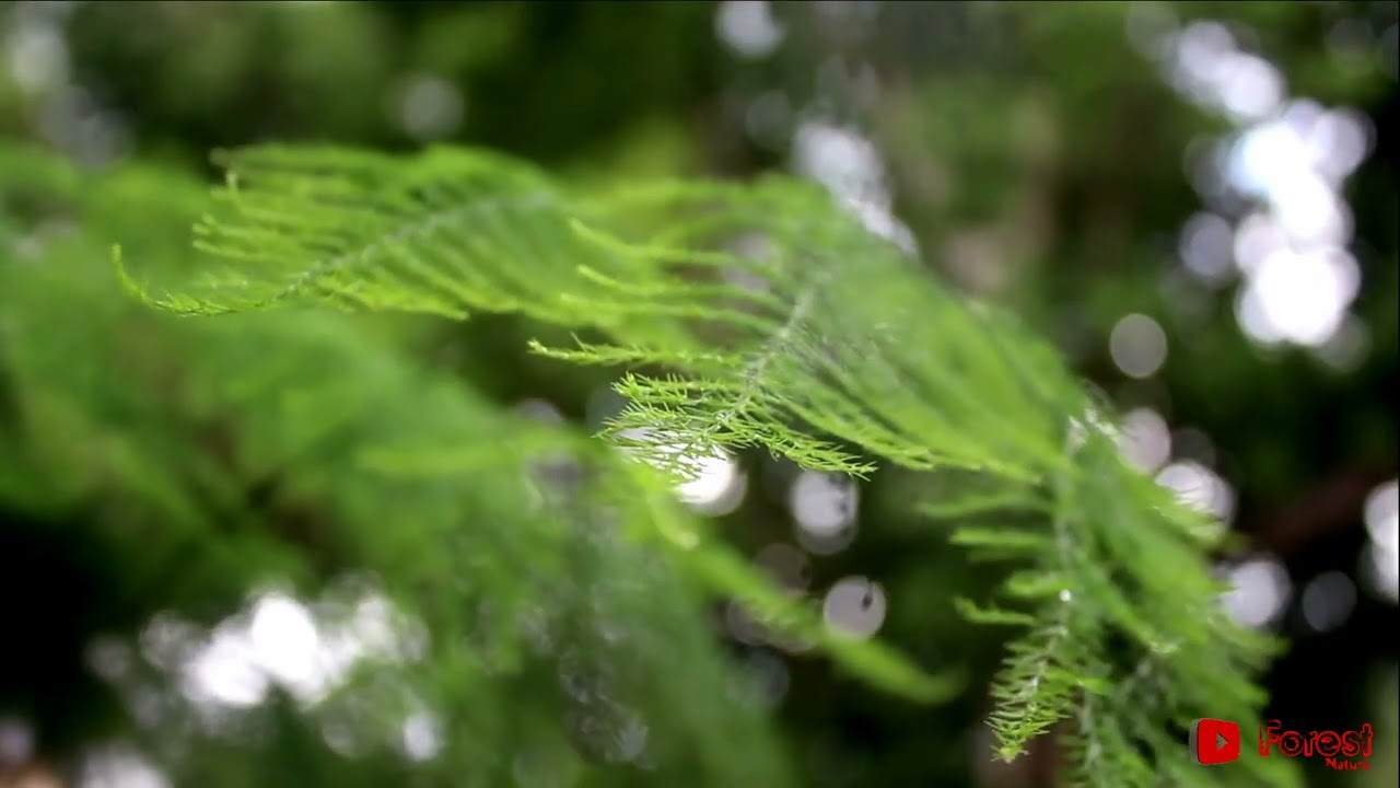 JANGAN CUMA MENIKMATI ALAM INDONESIA INI TETAPI MENJAGANYA JUGA PERLU #cinematic #nature #4k