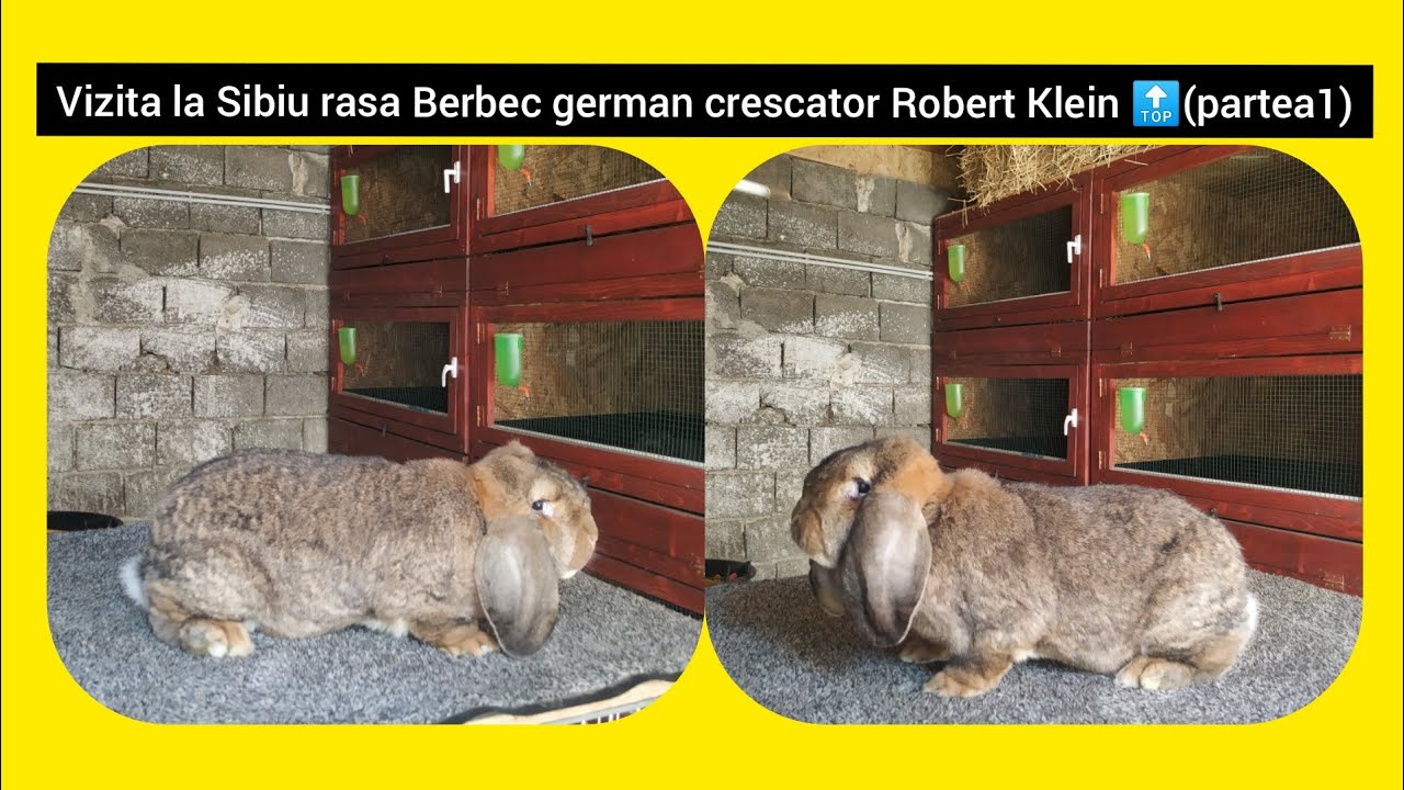 Vizita la Sibiu, prezentare matcă femele berbec german crescator Robert Klein 🔝💣👍(partea1)