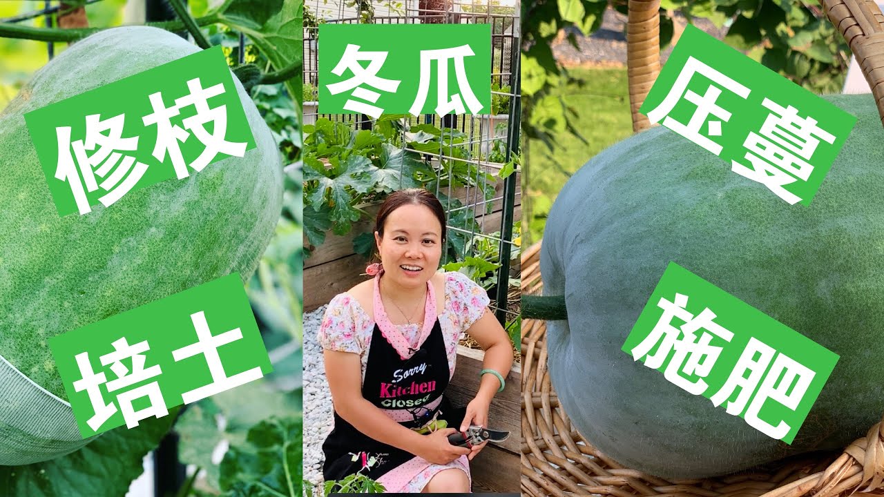 [ENG SUB] 冬瓜丰收的四个诀窍 The 4 Keys to a Bountiful Winter Melon Harvest