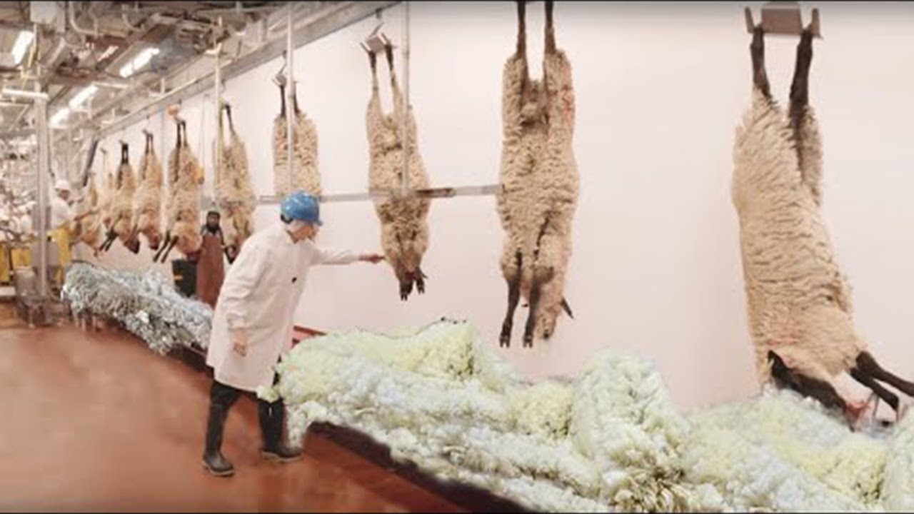 Amazing Sheep Breeding Farm With Modern Technology - Fastest Shearing, Cleaning And Milking Machines