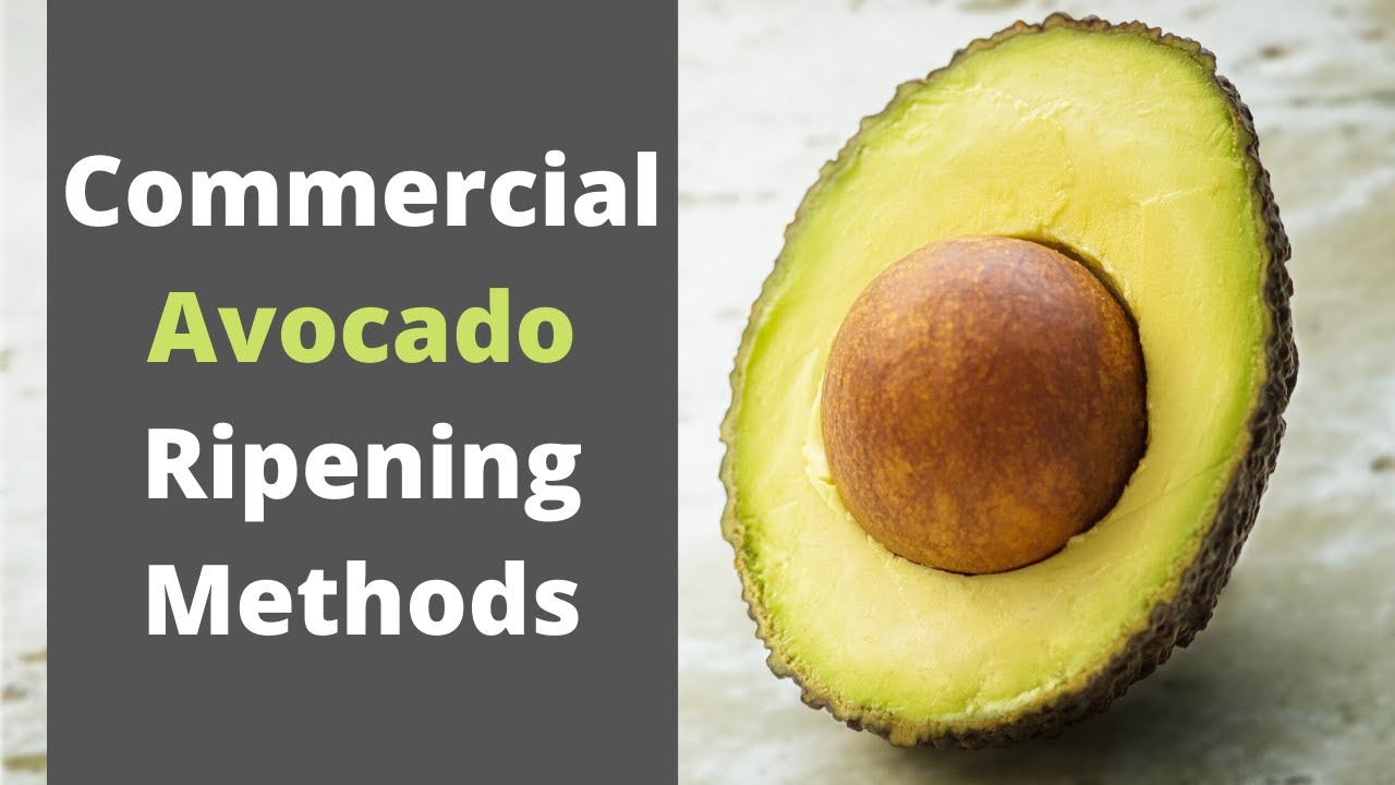 How are Avocados ripened?