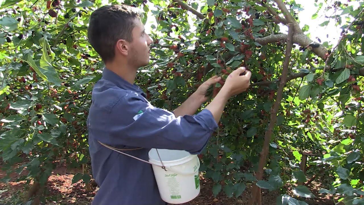 Amoras: em Cafelândia (PR), uma pequena plantação se transformou em um negócio promissor