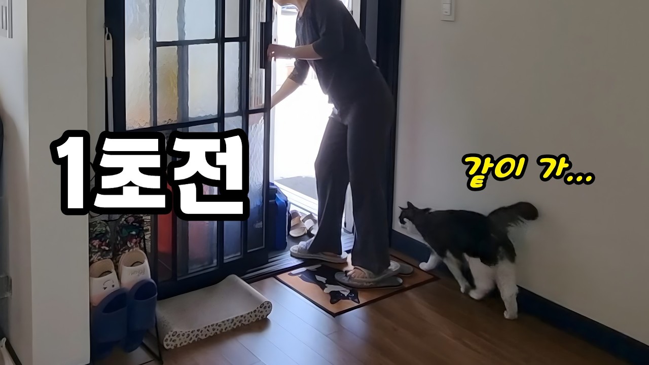 고향 가려는데… 고양이가 보인 뜻밖의 반응