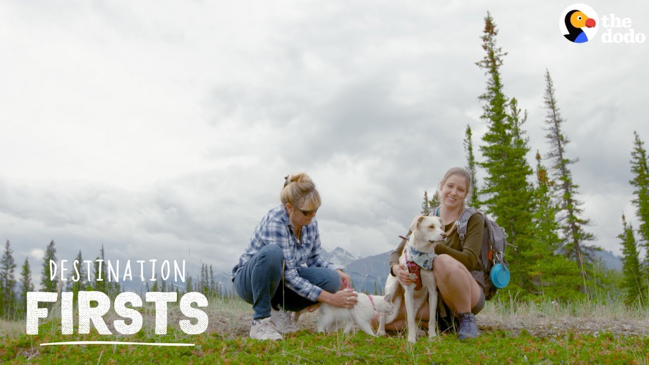 Rescue Dog Takes Her Cat Sibling on an Adventure l The Dodo Destination: Firsts