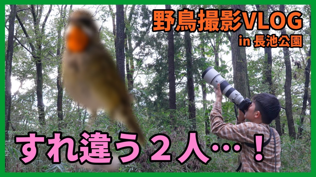 野鳥撮影Vlog「始まりの地、長池公園へ凱旋する」カワセミ、コジュケイ、カルガモなど |  Birding in Japan shot on SONY α1