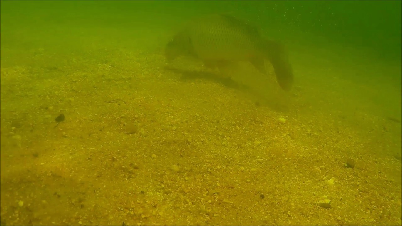 Pískovna Cep Třeboň