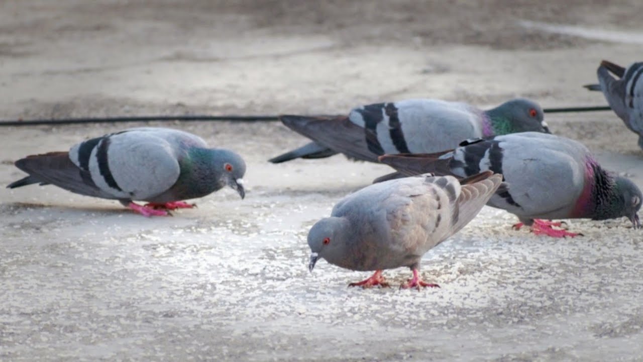 Pigeons Video ❤️ || Kabootar Ki Video || Pigeons Best Video || Kabutar Status