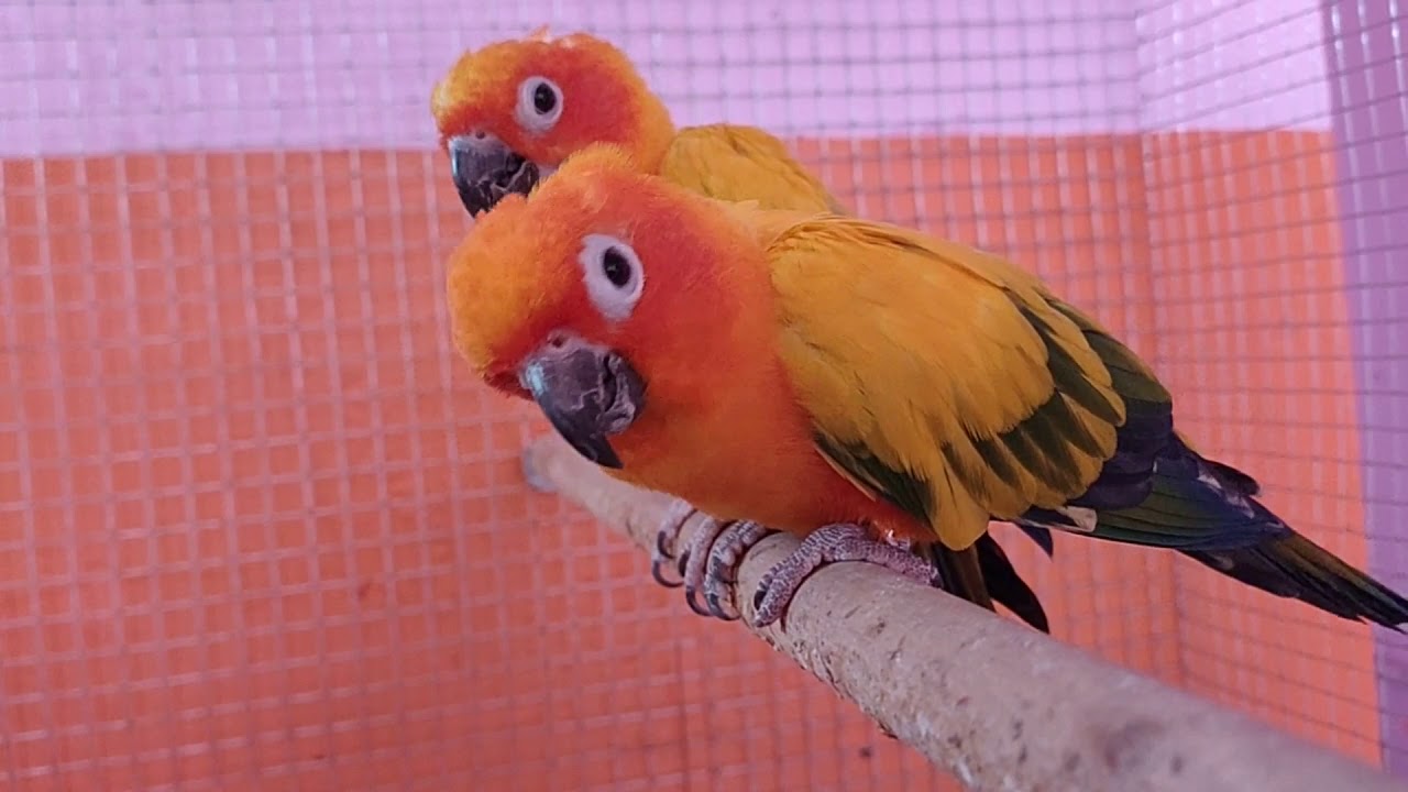 Sun conure complete care and breeding tips in Tamil