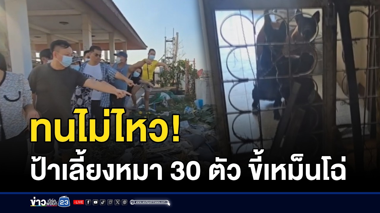 ทนไม่ไหว! ป้าเลี้ยงหมา 30 ตัว ขี้เหม็นโฉ่ l ตลาดข่าว - ข่าวเช้าเวิร์คพอยท์ l 9 มี.ค.69