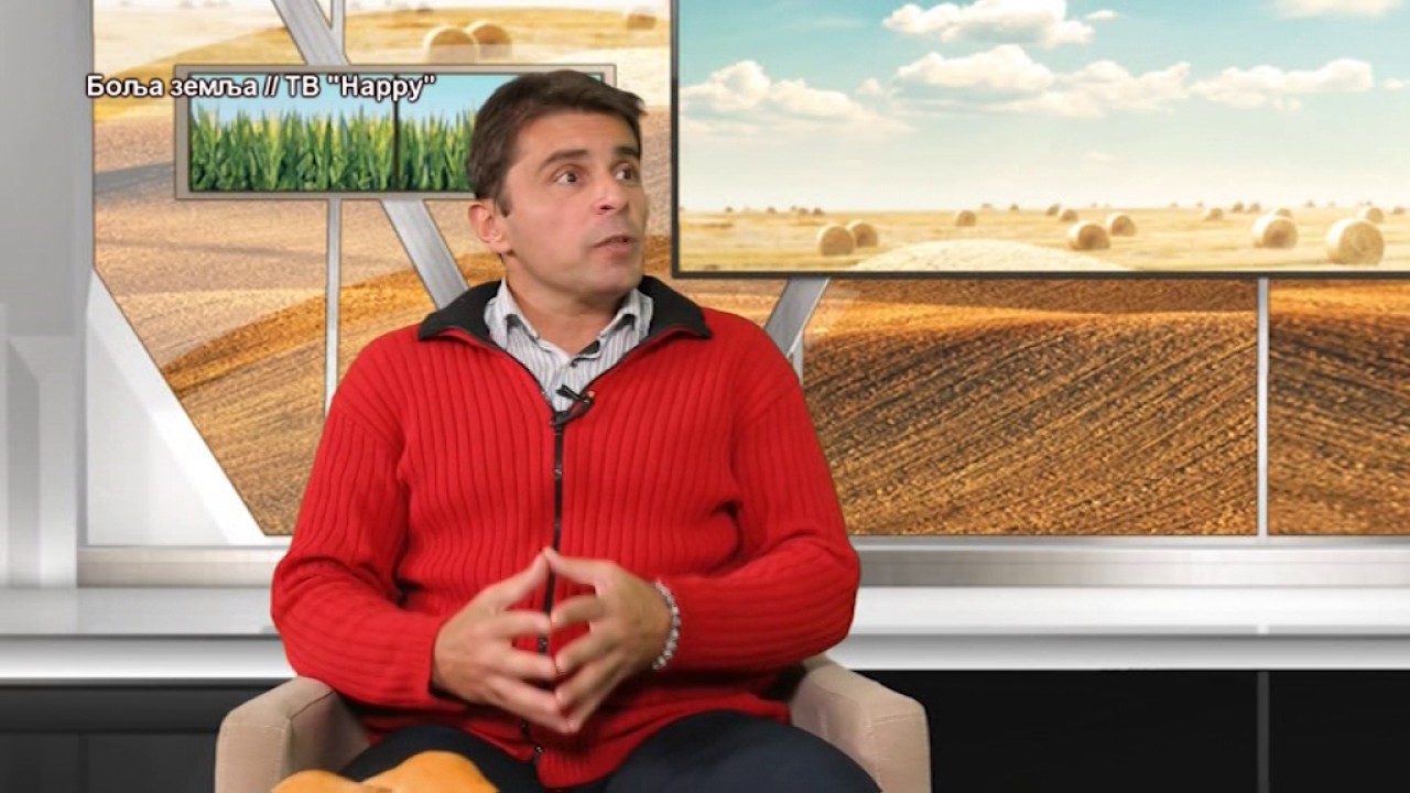 Sta ce vam nazimice u cistoj rasi i nerasti na farmama svinja -  kada se isplate