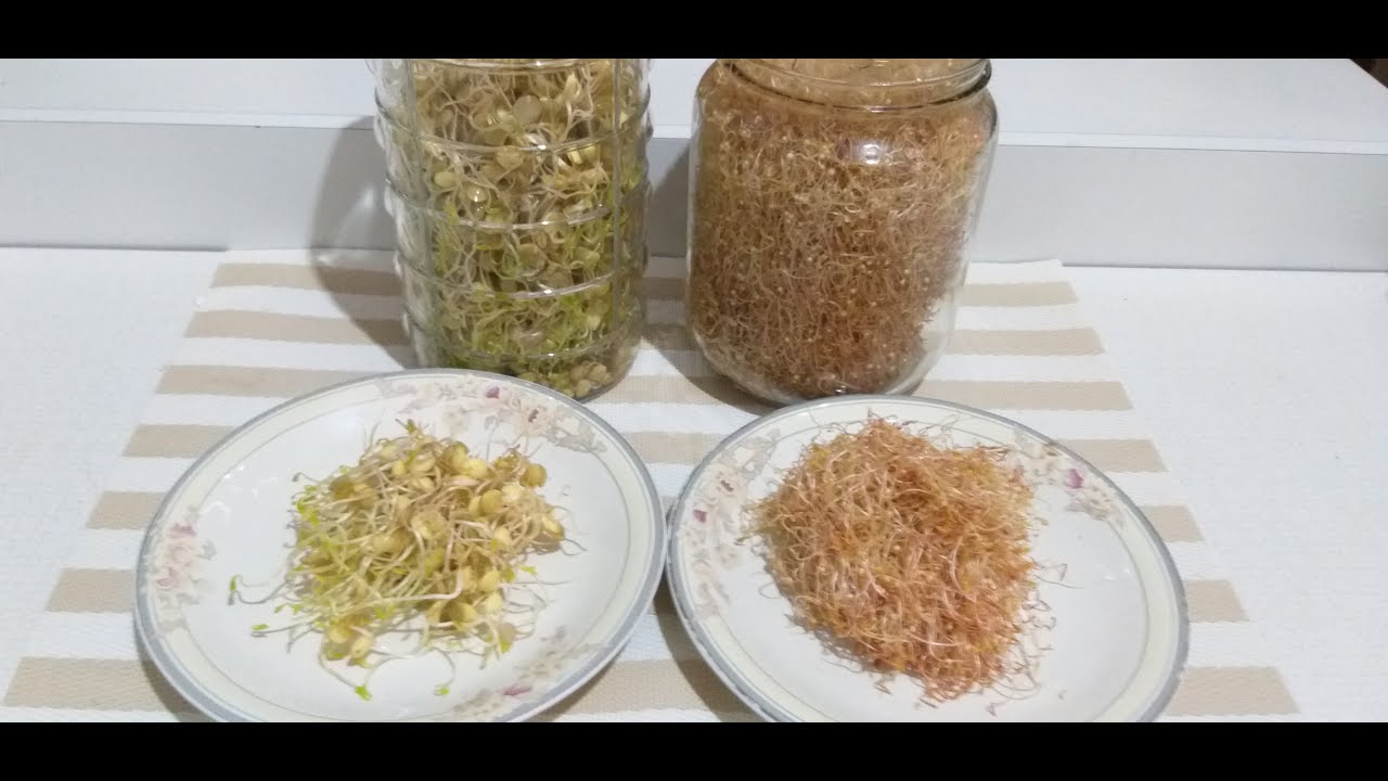 Como fazer brotos de quinoa e lentilha