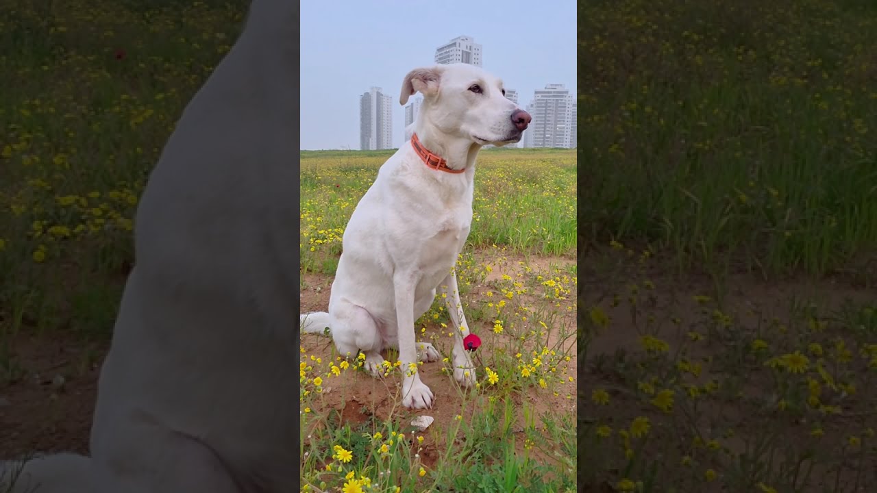 Израиль бьёт рекорды по загрязнению воздуха!