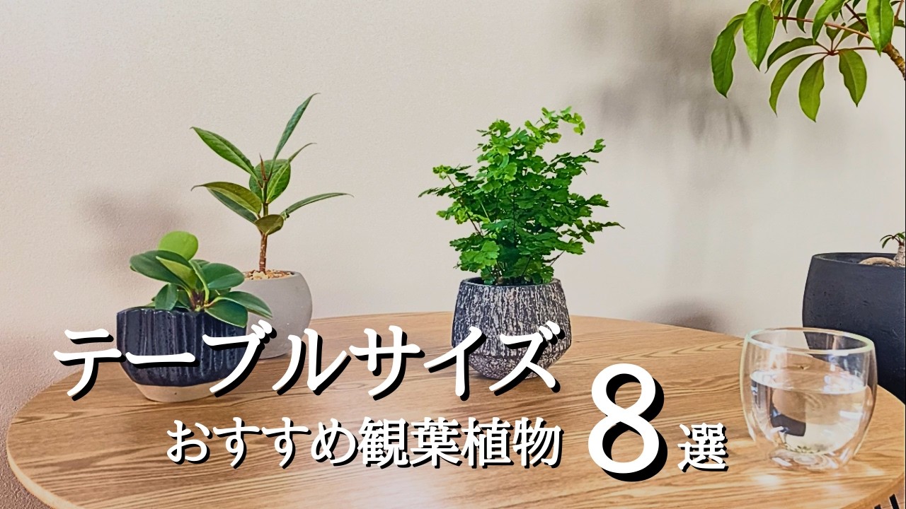 【暮らしに馴染む】テーブルに飾って楽しむおしゃれな小さめ観葉植物8選 | 選び方と育て方