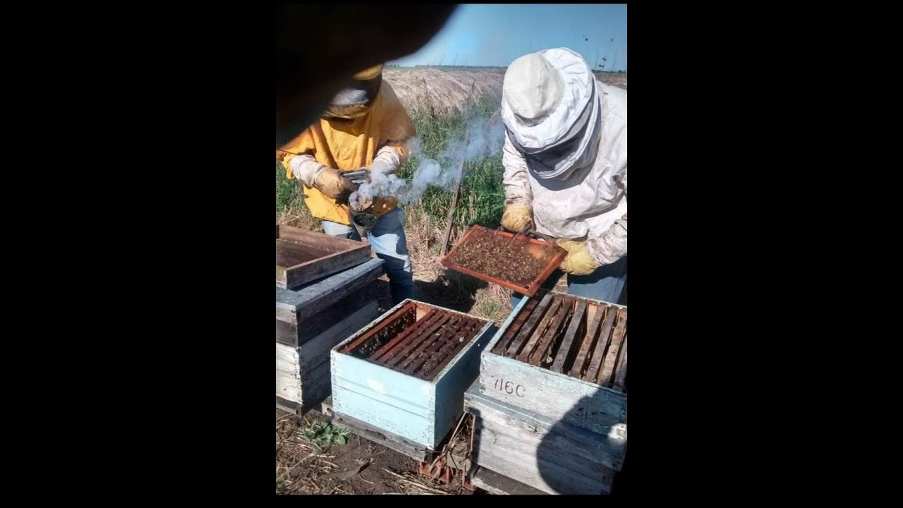 Como salir de la invernada correctamente (incentivacion-alimentacion), como hacer cambios de reinas