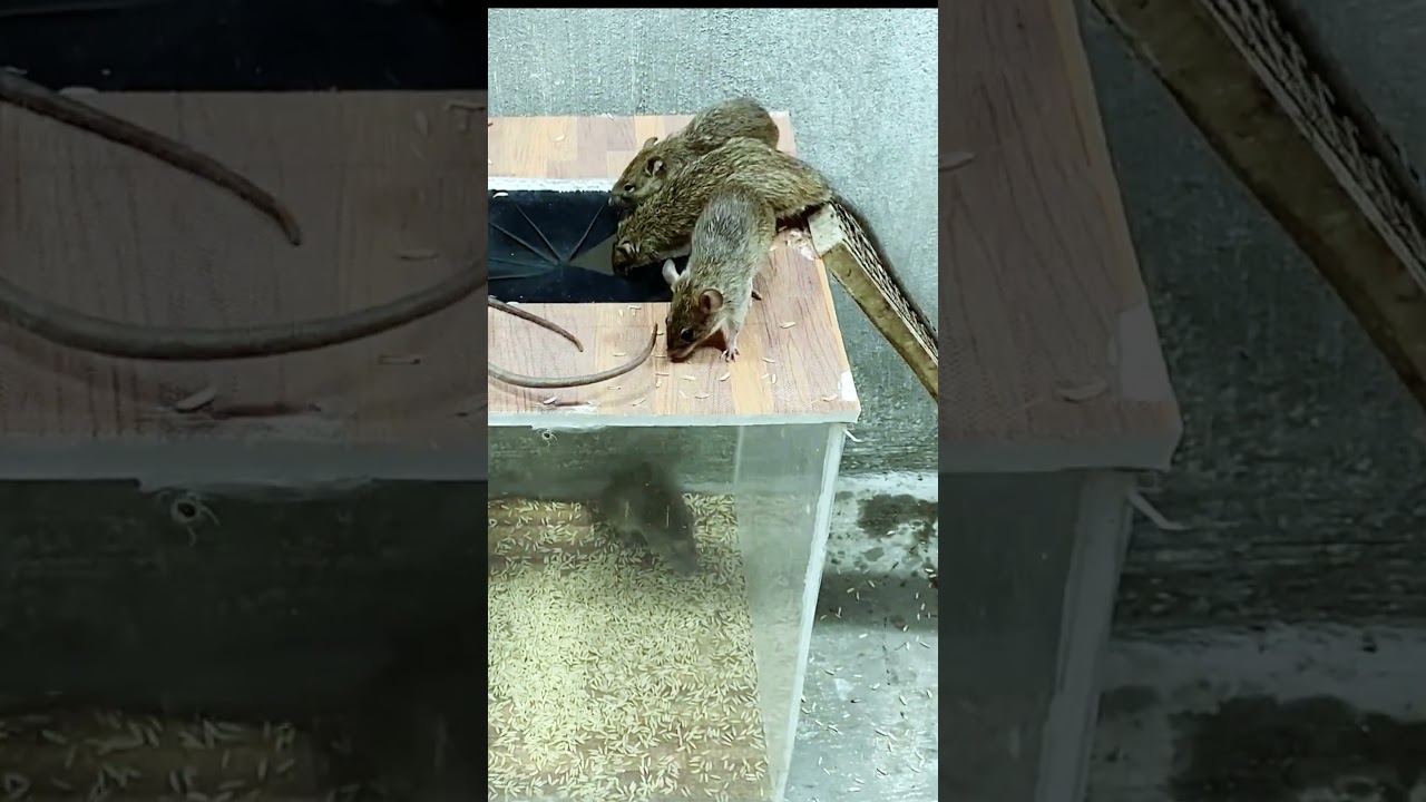 Best mouse trap idea mice can't resist 