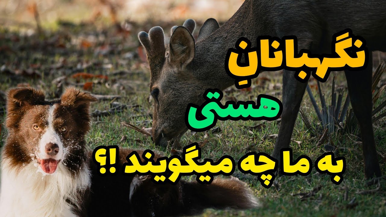 جادویِ کتاب نگهبانان هستی اکهارت تُله / ولاگ