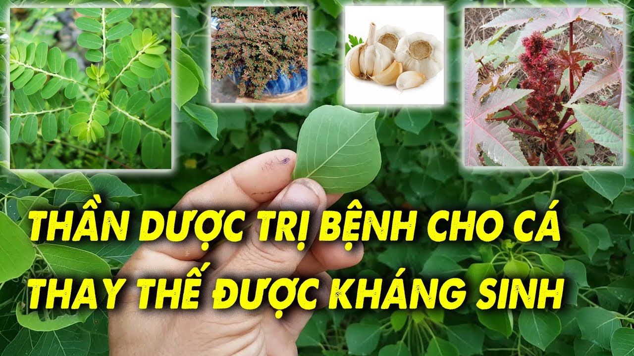 8 Loại Thảo Dược Trị Bệnh Cho Cá Hiệu Quả, Thay Thế Được Cả Kháng Sinh