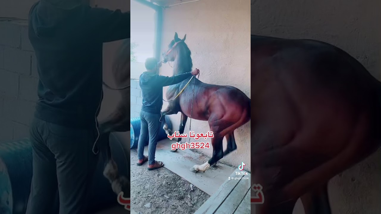 ابو عبدالكريم لعسف وتطبيع الخيل