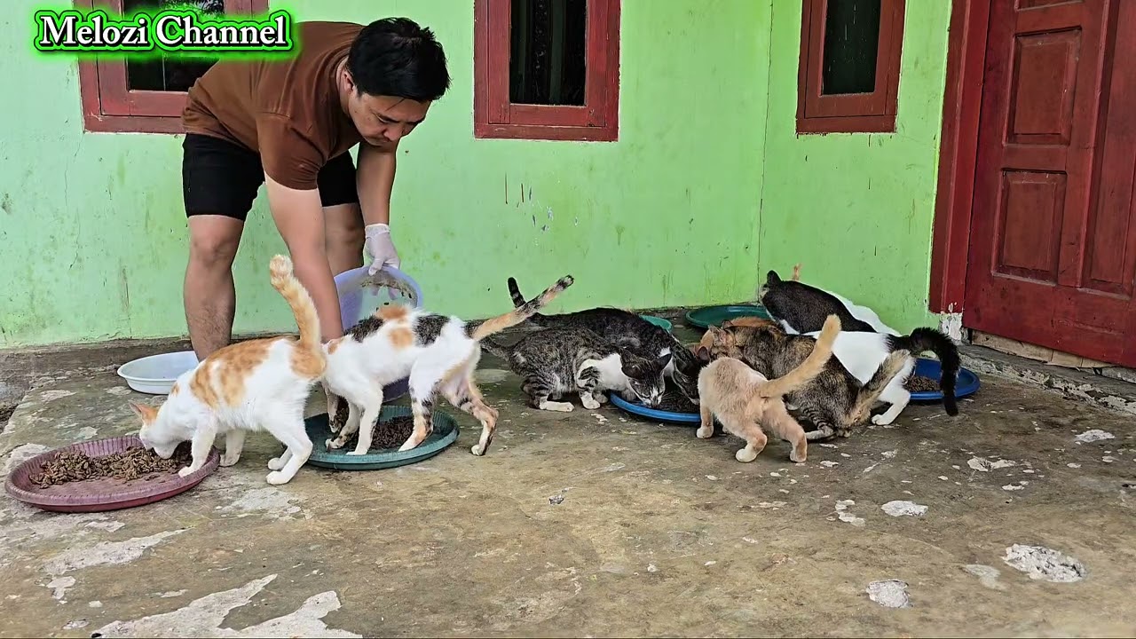 Alhamdulillah , akhirnya biaya kontrakan anabul sudah selesai ‼️