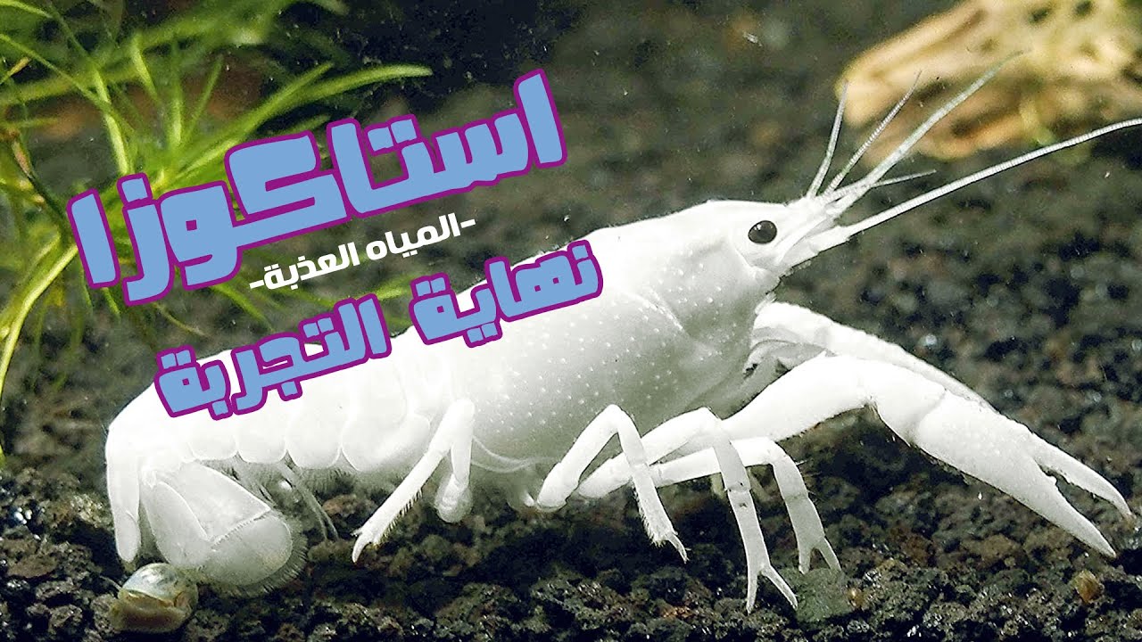 إستاكوزا المياه العذبة او اللوبيستر - بعد التجربة العملية لمدة 4 شهور من الصفر للتفريخ