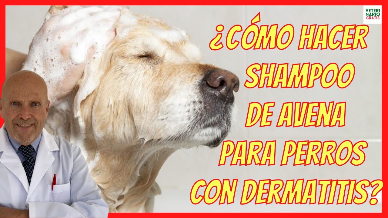 ¿COMO HACER SHAMPOO DE AVENA PARA PERROS CON DERMATITIS? ❤️+ 2 TRUCOS